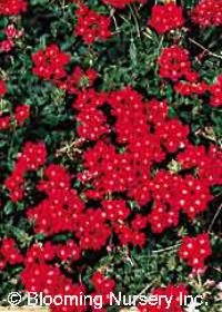 Verbena peruviana 'Red'